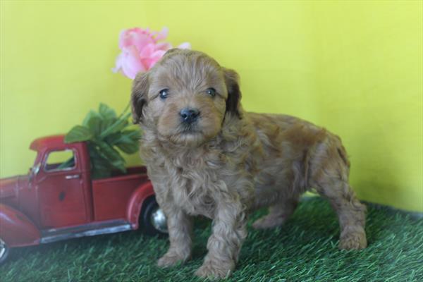 [#26690-01] Red M Goldendoodle Mini F1b Puppies For Sale