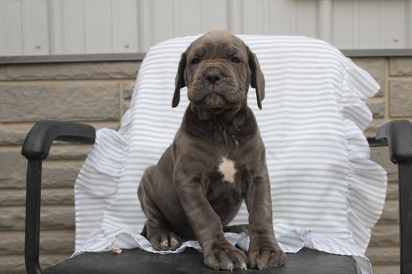 [#26853-03] Blue F Neapolitan Mastiff Puppies For Sale