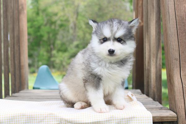 [#26847-01] White / Gray M Pomsky Puppies For Sale