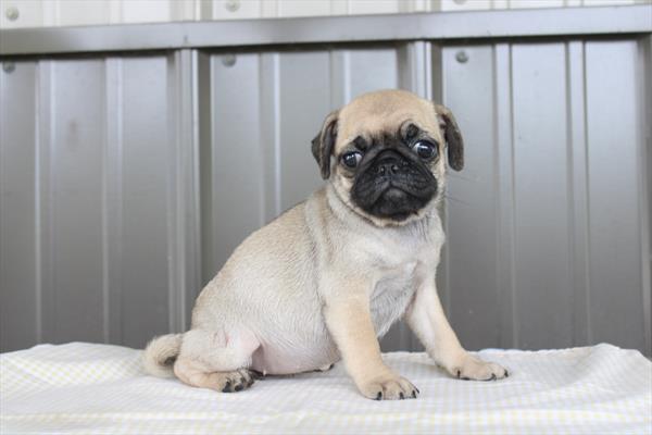 [#26712-05] Fawn F Pug Puppies For Sale