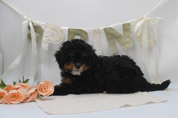 [#26731-02] Tri-Colored M Bernedoodle Puppies For Sale