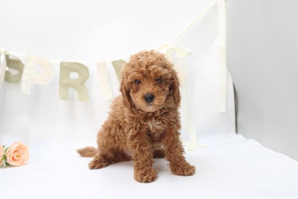 [#26665-03] Apricot F Goldendoodle Mini Puppies For Sale