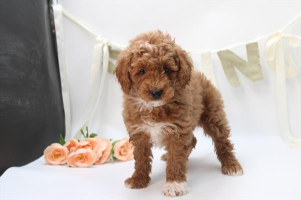 [#26840-04] Red M Goldendoodle Mini Puppies For Sale