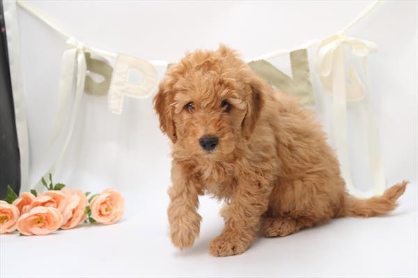 [#26840-05] Red M Goldendoodle Mini Puppies For Sale