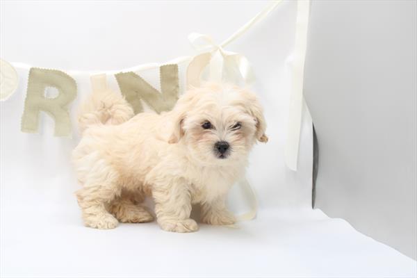 [#26528-01] Apricot M Teddy Bear Puppies For Sale