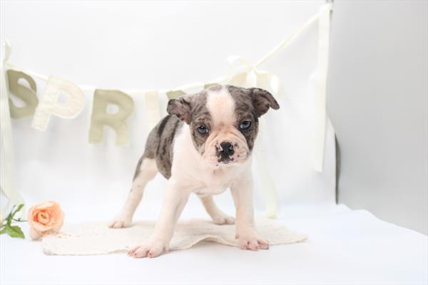 [#26734-01] Merle M Boston Terrier Puppies For Sale