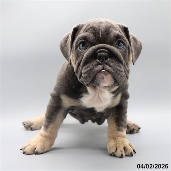 [#26100-03] Blue F Bulldog Puppies For Sale