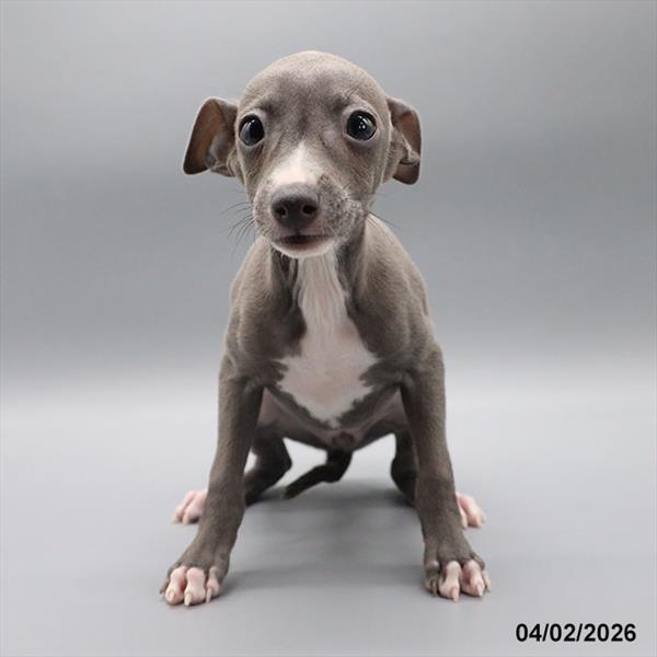 [#26113-08] Blue / White F Italian Greyhound Puppies For Sale