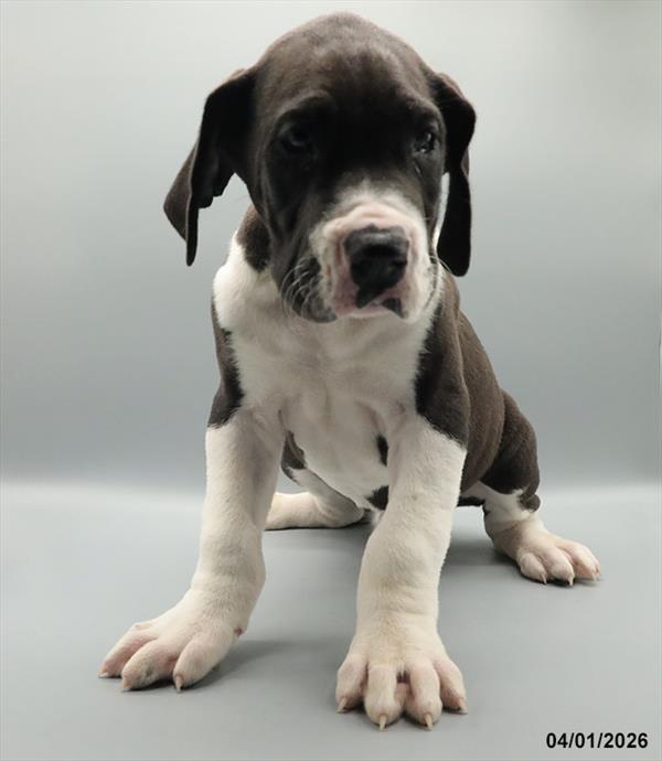 [#26116-05] Black M Great Dane Puppies For Sale