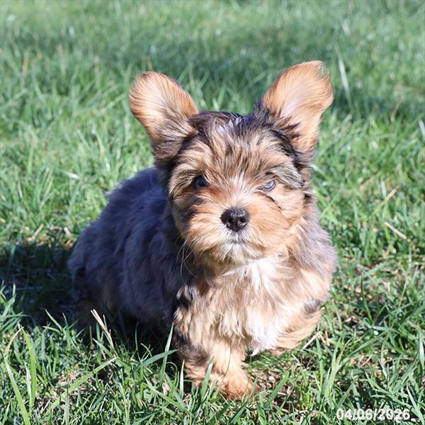 [#26126-01] Blue Merle M Yorkshire Terrier Puppies For Sale