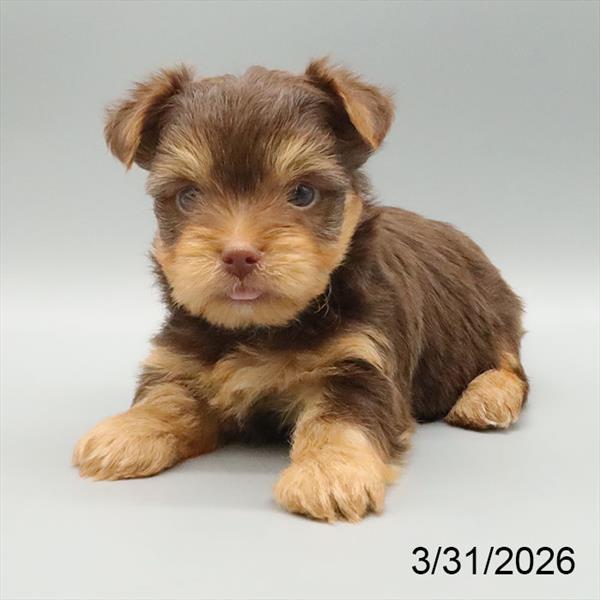 [#26133-02] Chocolate M Yorkshire Terrier Puppies For Sale