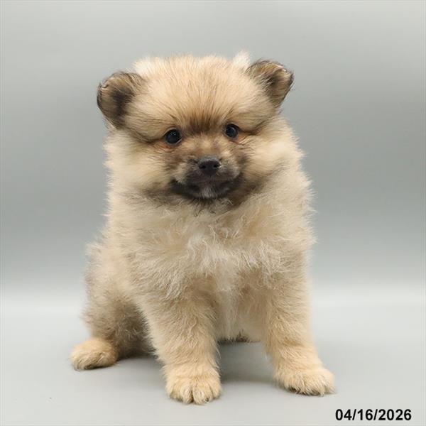 [#26146-02] Wolf Sable M Pomeranian Puppies For Sale