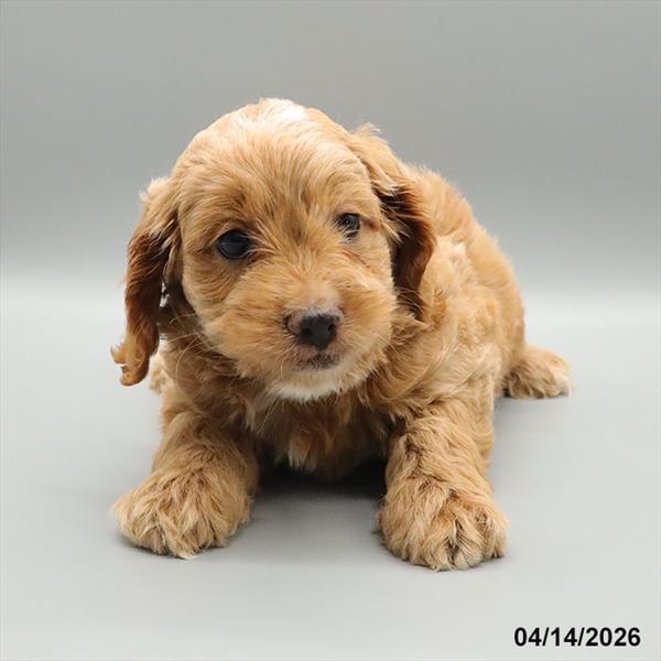 [#26150-04] Tan M Cock A Poo Puppies For Sale