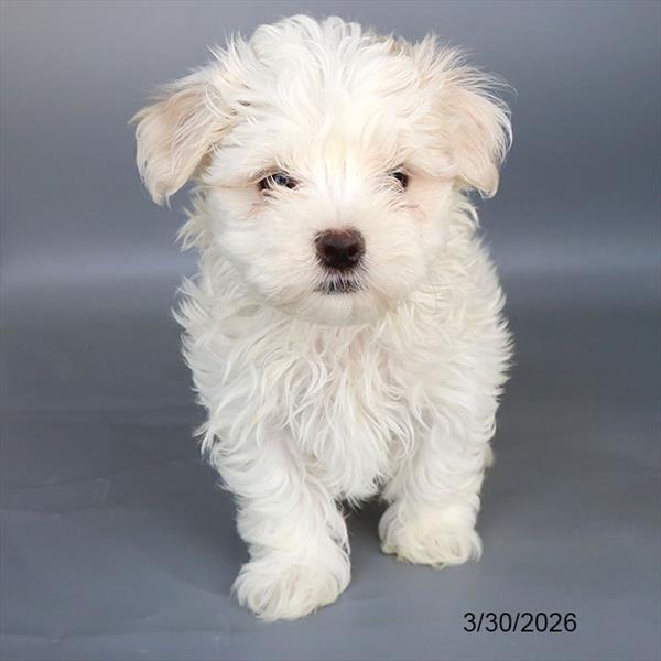 [#26158-02] White M Maltese Puppies For Sale