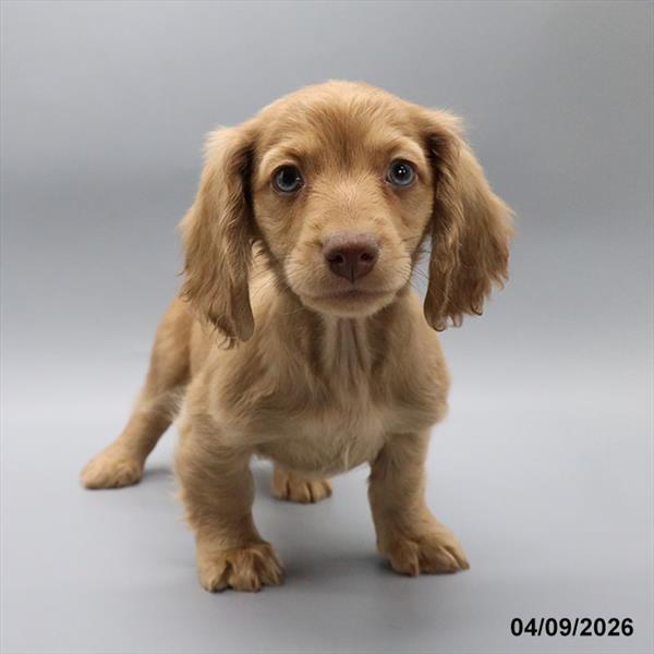 [#26177-04] Chocolate / Tan F Dachshund Puppies For Sale