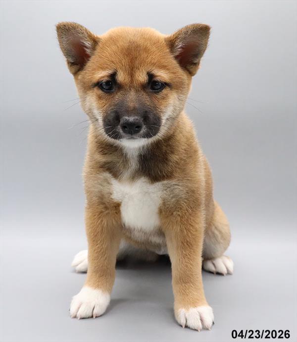 [#26192-06] Brown F Shiba Inu Puppies For Sale