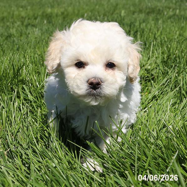 [#26237-03] Cream M Maltipoo Puppies For Sale