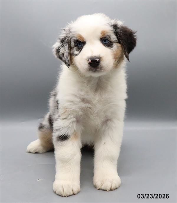[#2682-03] Blue Merle F Australian Shepherd Puppies For Sale