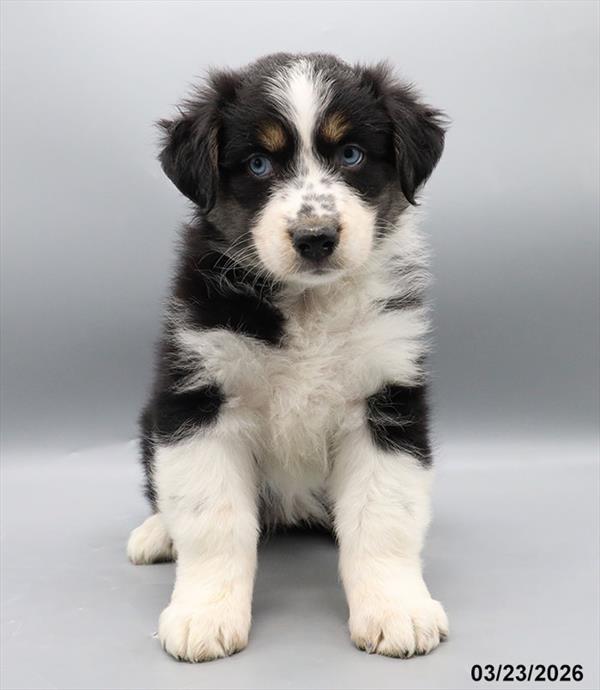 [#2682-04] Black F Australian Shepherd Puppies For Sale