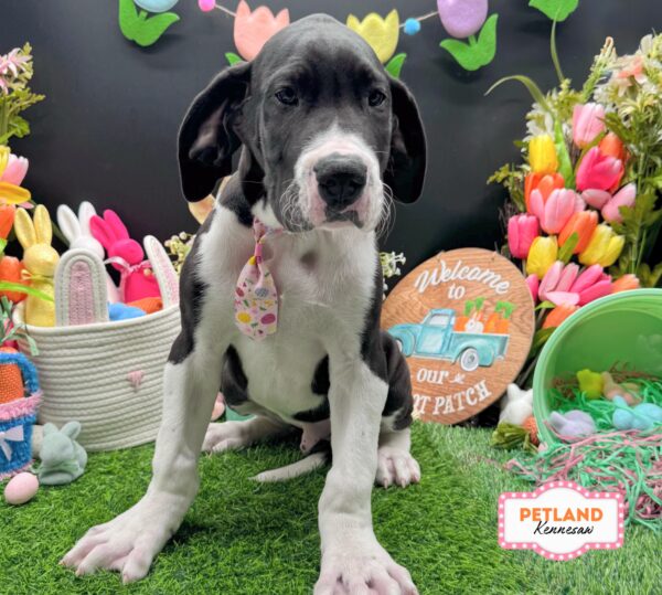 [#26116-05] Black M Great Dane Puppies For Sale