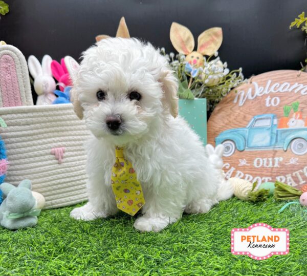 [#26237-03] Cream M Maltipoo Puppies For Sale