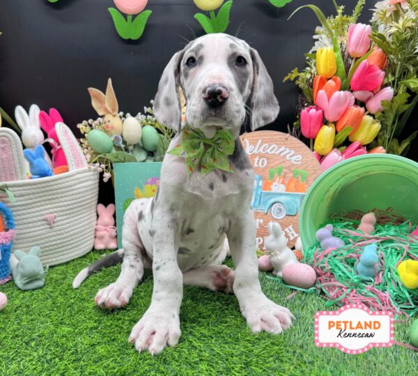[#2677-05] Harlequin F Great Dane Puppies For Sale