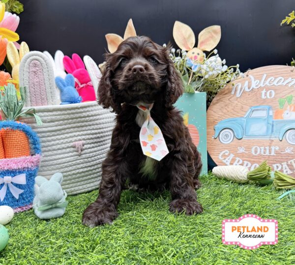 [#26514-01] Chocolate M Cocker Spaniel Puppies For Sale