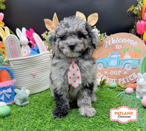 [#26260-01] Blue Merle M Poodle Puppies For Sale