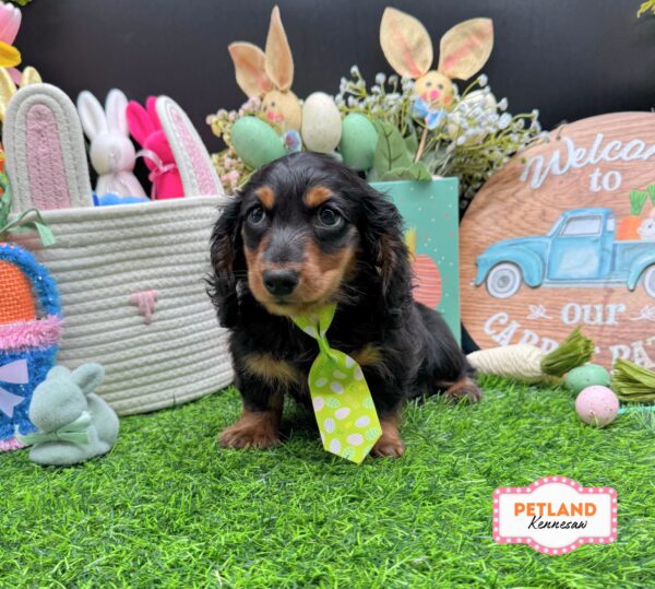 [#26527-01] Black / Tan M Dachshund Puppies For Sale