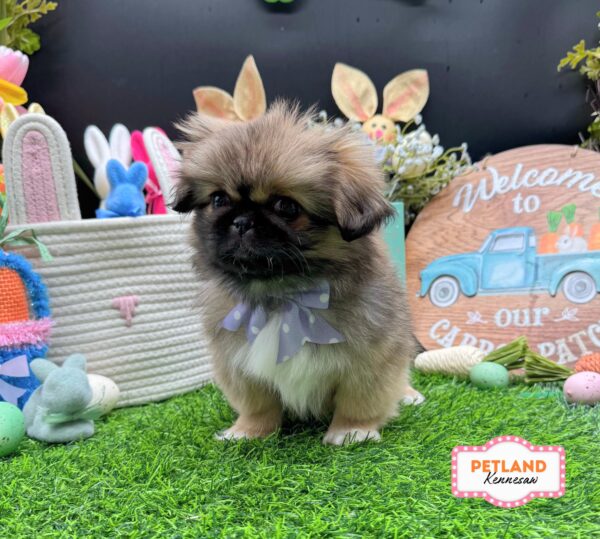 [#26550-03] Sable F Pekingese Puppies For Sale