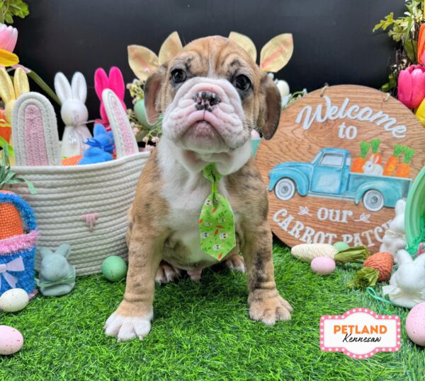 [#26607-04] Lilac Merle M Beabull Puppies For Sale