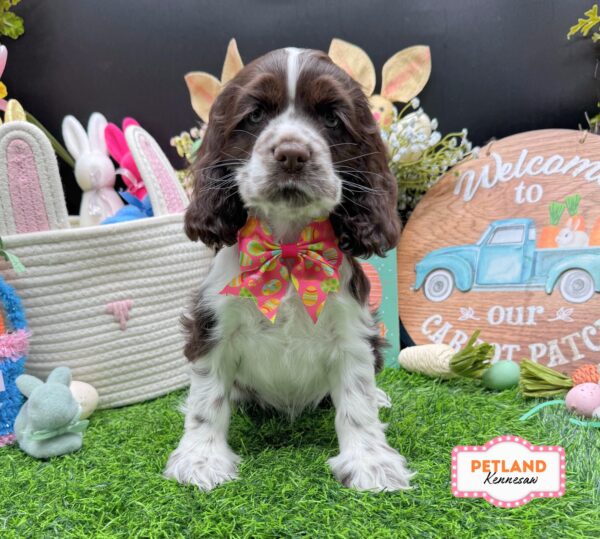 [#26593-07] Chocolate / White F Cocker Spaniel Puppies For Sale