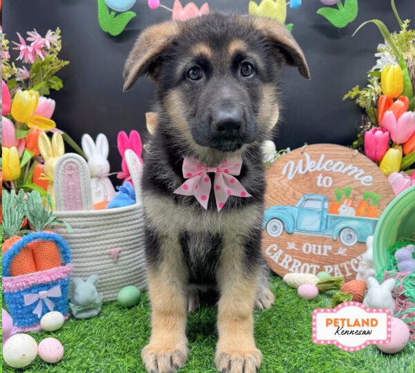 [#26841-03] Black / Tan F German Shepherd Dog Puppies For Sale