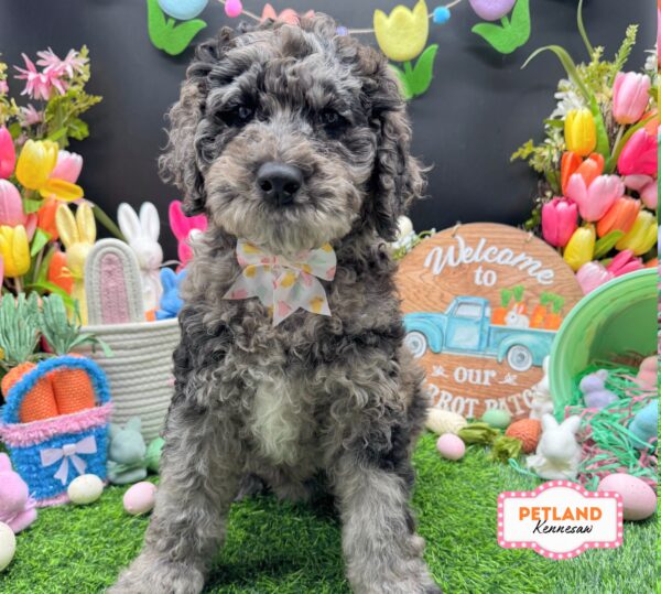 [#26127-05] Blue Merle F Poodle Standard/Labradoodle Puppies For Sale