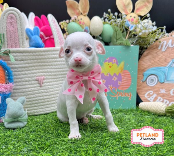 [#26582-02] White F Chihuahua Puppies For Sale