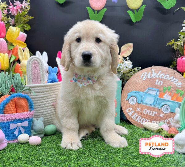 [#2682-06] Golden F Golden Retriever Puppies For Sale