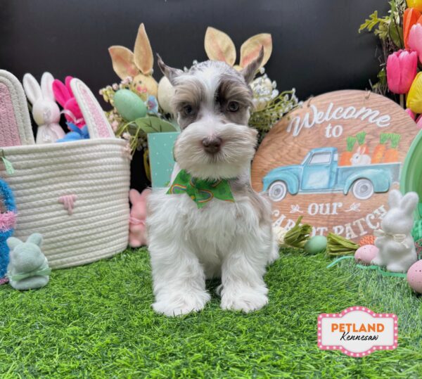 [#26429-05] Liver F Miniature Schnauzer Puppies For Sale