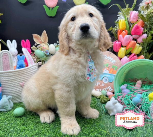 [#2682-03] Golden M Golden Retriever Puppies For Sale