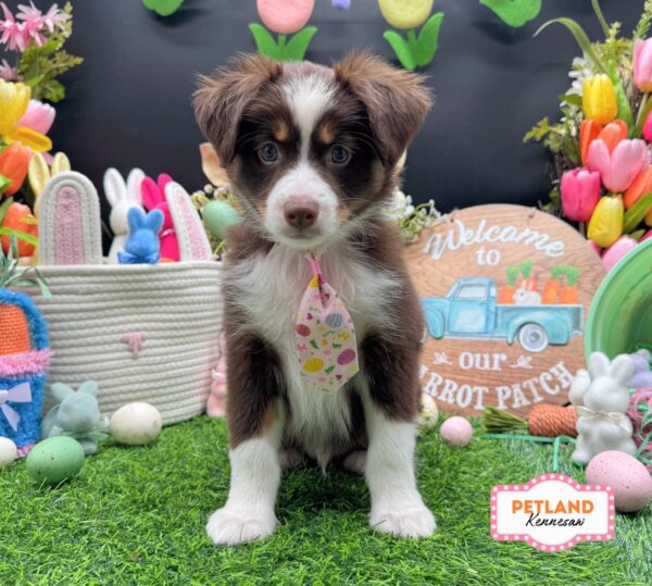 [#26616-02] Red Tan / White M Miniature Australian Shepherd Puppies For Sale