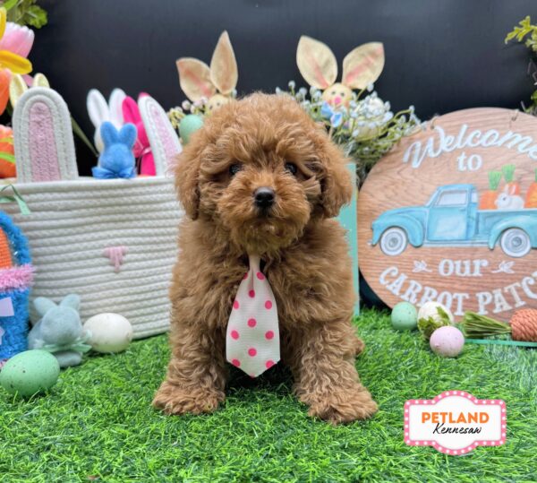 [#26553-01] Red M Poodle Mini Puppies For Sale