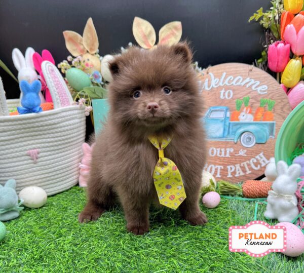 [#26519-02] Chocolate M Pomeranian Puppies For Sale