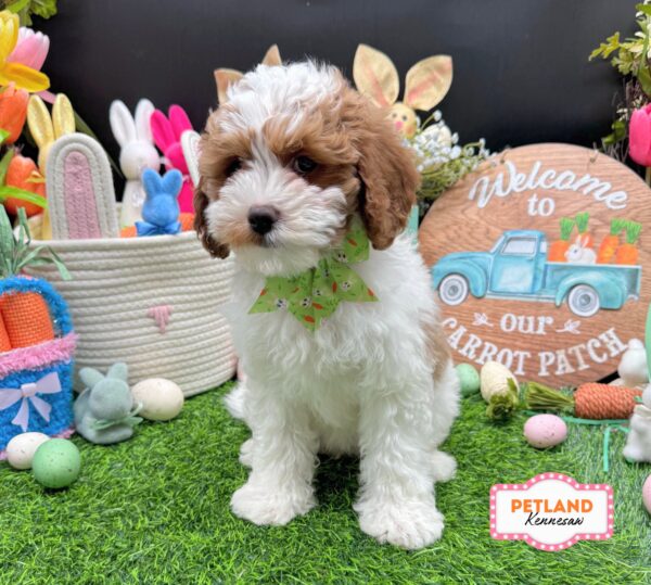 [#26523-03] Red / White F Cavapoo F1B Puppies For Sale