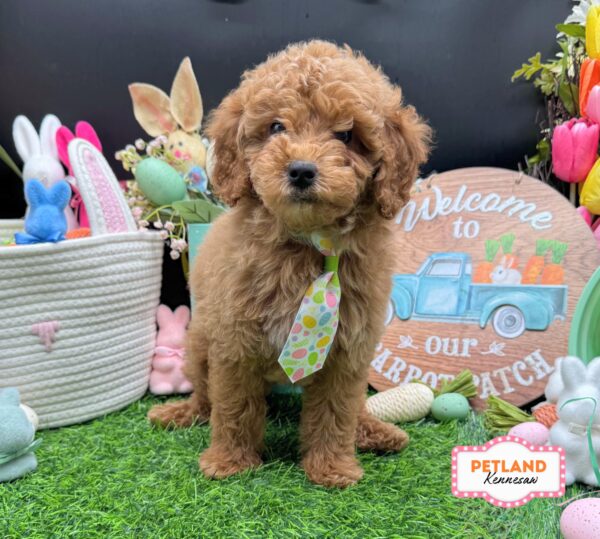 [#26665-03] Apricot F Goldendoodle Mini Puppies For Sale