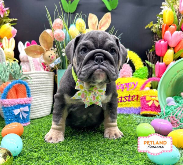 [#26100-03] Blue F Bulldog Puppies For Sale