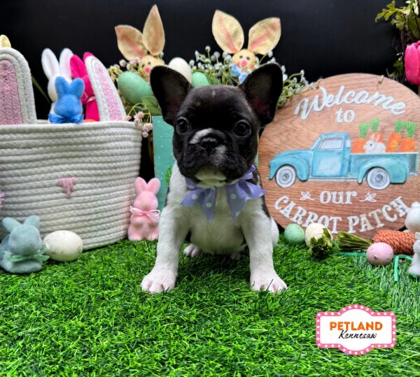 [#26547-02] Brindle / White F French Bulldog Puppies For Sale