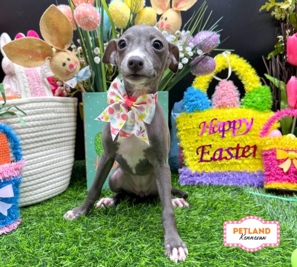 [#26113-08] Blue / White F Italian Greyhound Puppies For Sale