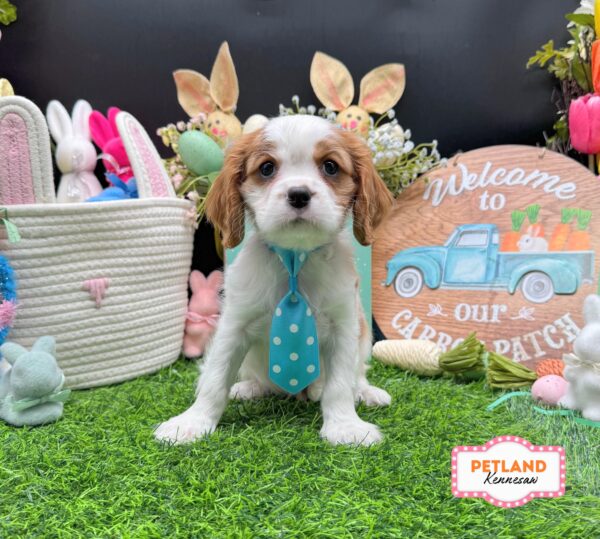 [#26594-02] Blenheim M Cavalier King Charles Spaniel Puppies For Sale