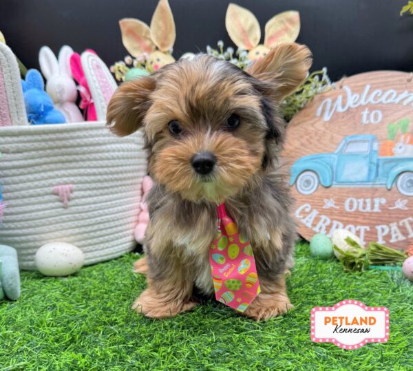 [#26126-01] Blue Merle M Yorkshire Terrier Puppies For Sale