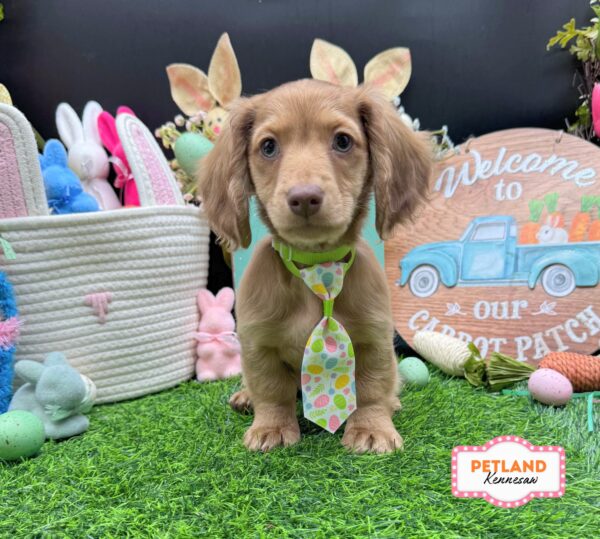 [#26177-04] Chocolate / Tan F Dachshund Puppies For Sale