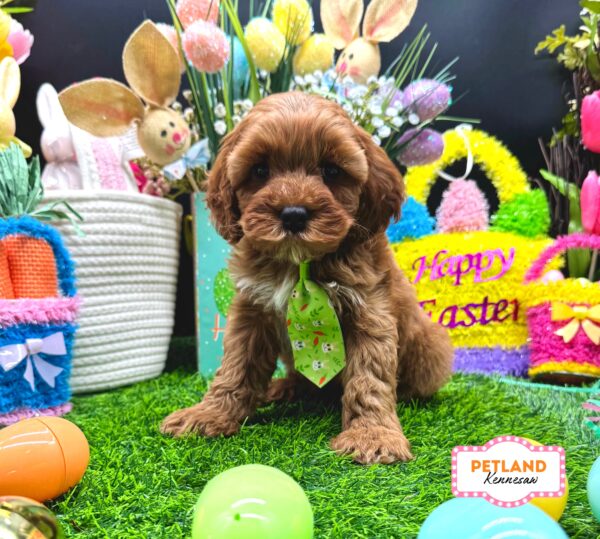 [#26559-01] Red / White M Cavapoo F1B Puppies For Sale
